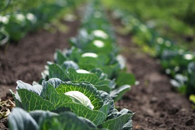 Cabbage in the garden of the farmer.
