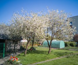 How to Create a Food Forest of Flowering Fruit Trees