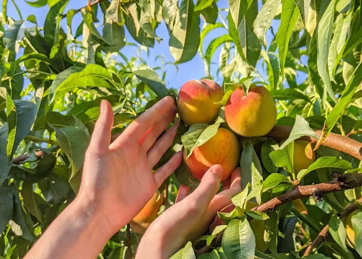 peach tree companion plants