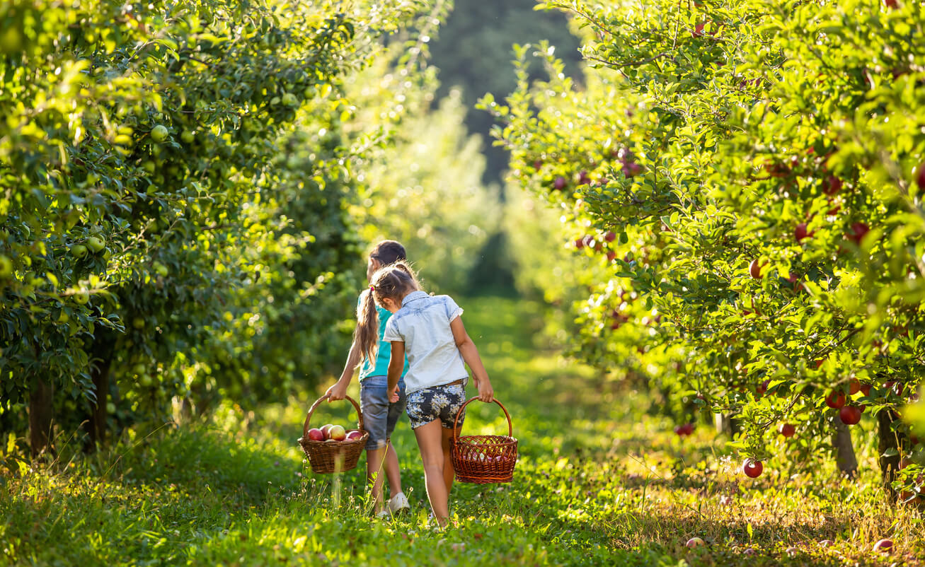 Apple picking