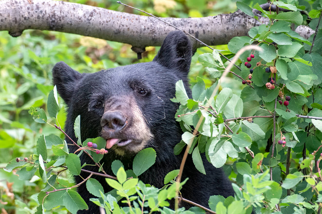 Bear eating blueberries