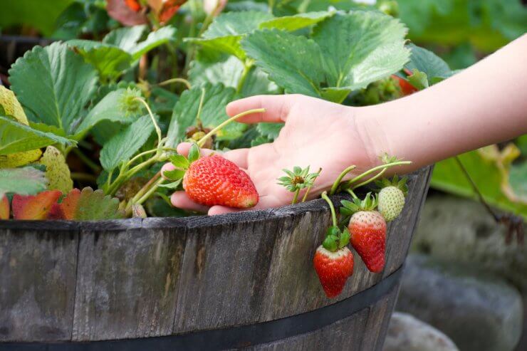 Strawberries in container
