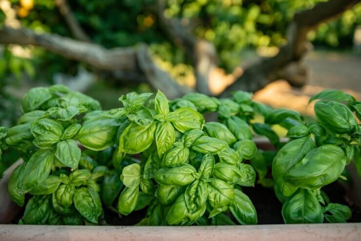 Basil plant