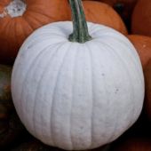casper pumpkin