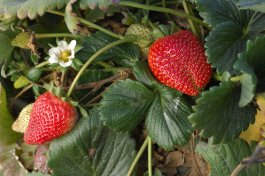 Our Pickle Barrel Strawberry Patch
