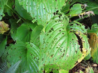 hosta leaf damage