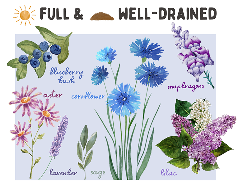 CHAPTER 3 Popular American Butterfly Plants Food Gardening Network