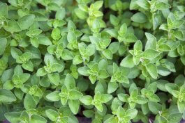 Common Oregano (Origanum vulgare)