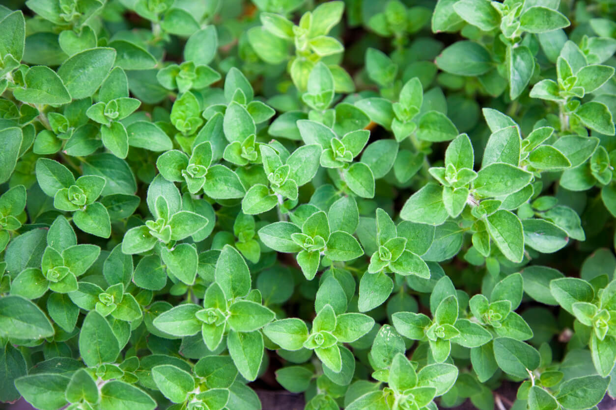 Common Oregano (Origanum vulgare) - Food Gardening Network