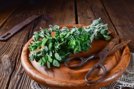 Introduction to Oregano