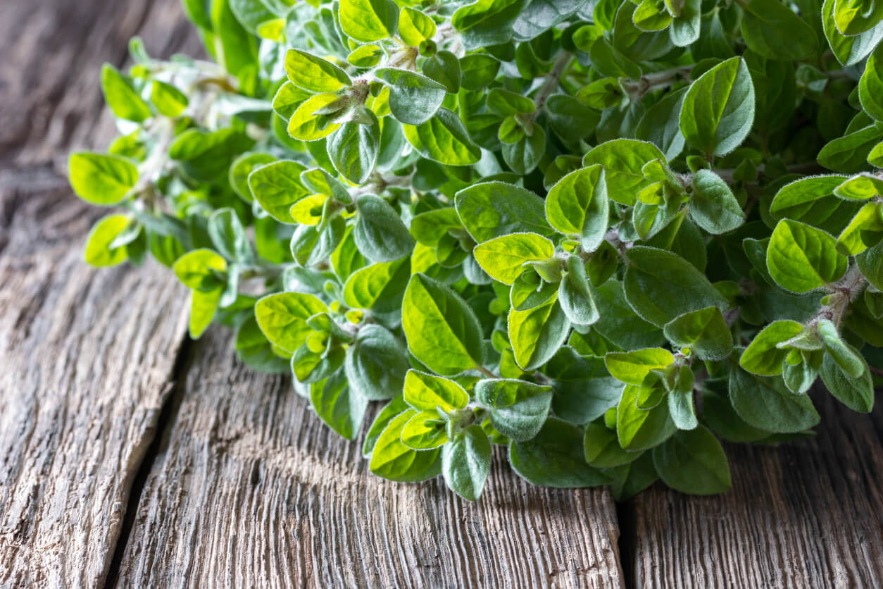 Nutrition Facts about Oregano Food Gardening Network