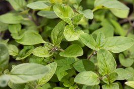 Greek Oregano (Origanum vulgare hirtum)