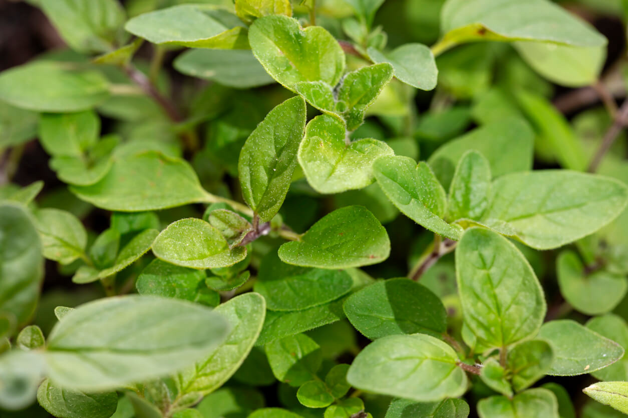 Greek Oregano (Origanum vulgare hirtum) - Food Gardening Network