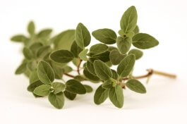 Italian Oregano (Origanum × majoricum)