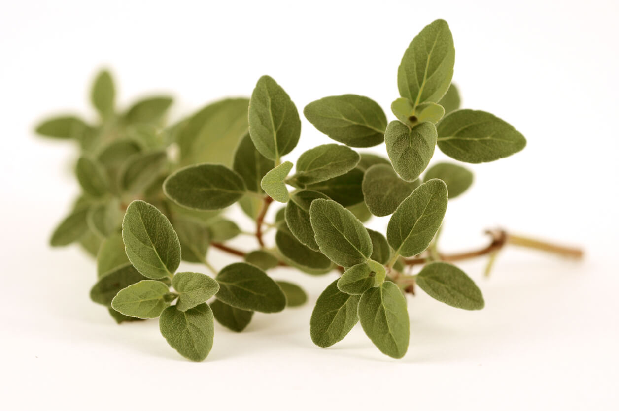 Italian Oregano (Origanum × majoricum) - Food Gardening Network