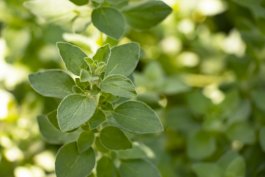 The Perfect Sunlight for Your Oregano Plants