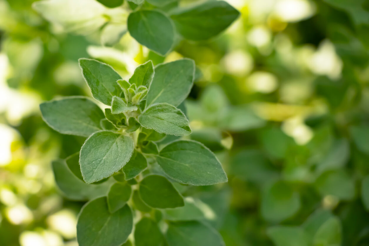 The Perfect Sunlight for Your Oregano Plants - Food Gardening Network