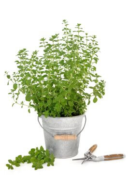 Essential Tools and Equipment for Growing and Enjoying Oregano