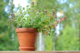 Growing Oregano Indoors, in Open Land, in Raised Beds, or in Containers