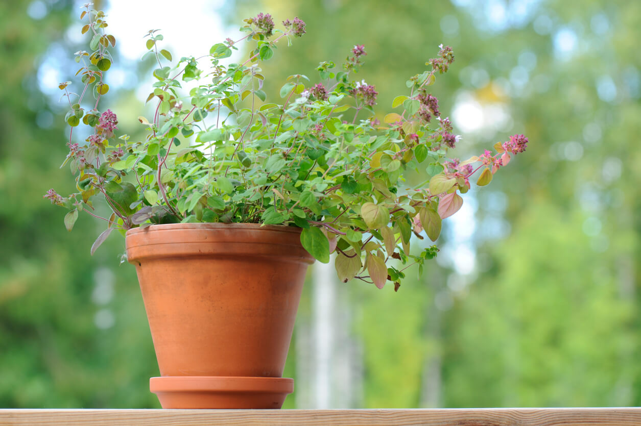 Growing Oregano Indoors In Open Land In Raised Beds Or In Containers