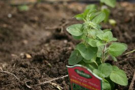 Starting with the Right Soil for Your Oregano Plants