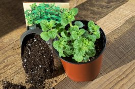 Growing Oregano from Seeds, Cuttings, or Seedlings