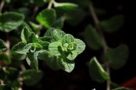 Syrian Oregano (Origanum syriacum)