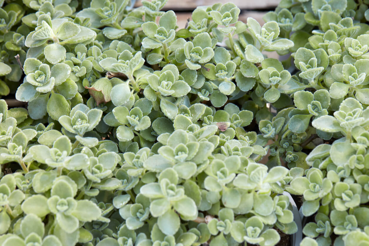 Variegated Oregano (Origanum vulgare 'Variegata') Food Gardening Network