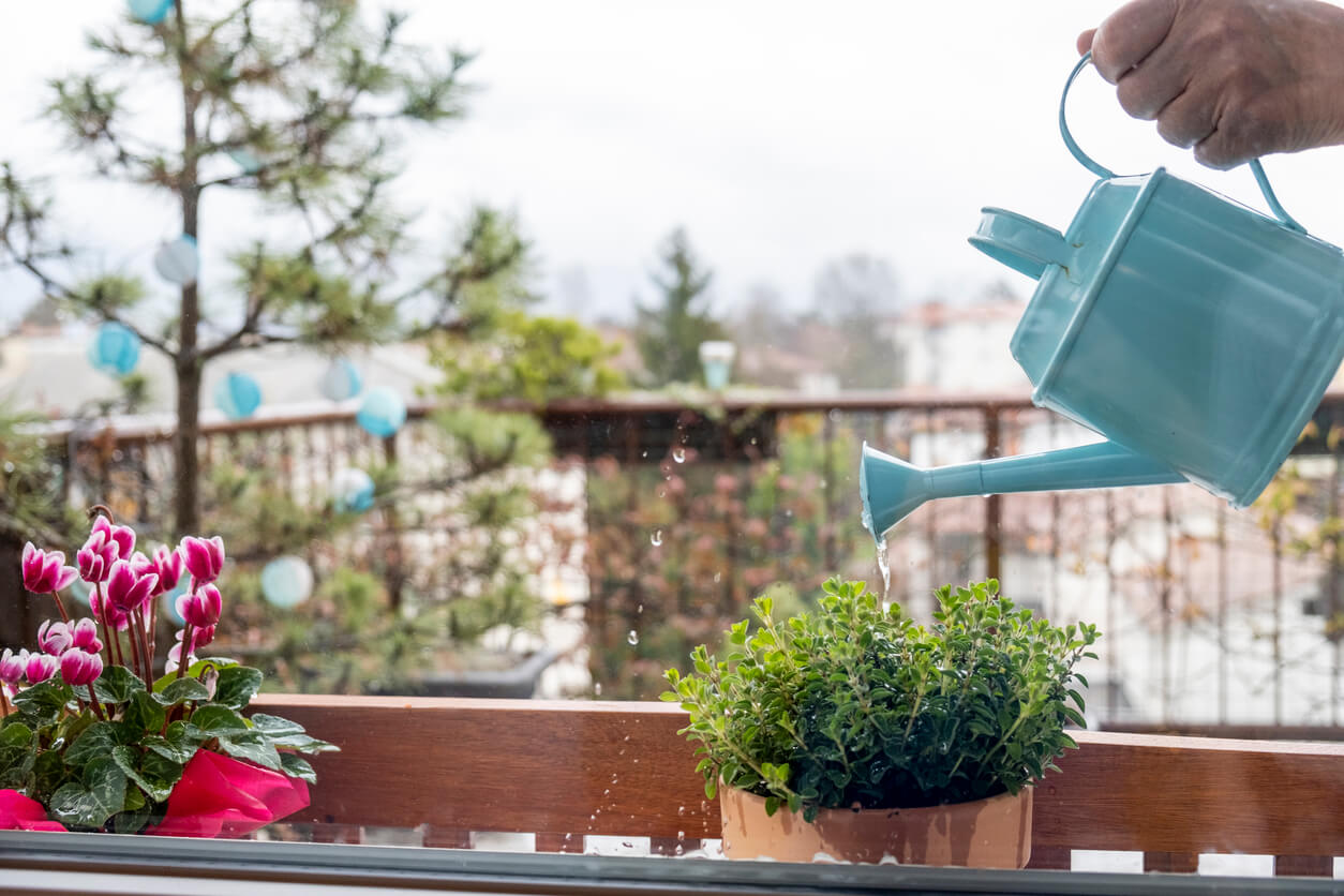 Watering Your Oregano Plants Food Gardening Network