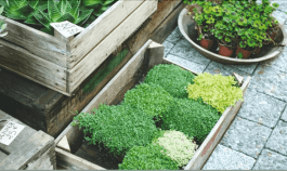 Discover The Right Essentials For An Amazing Indoor Veggie Garden