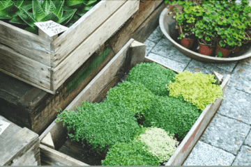 Discover The Right Essentials For An Amazing Indoor Veggie Garden