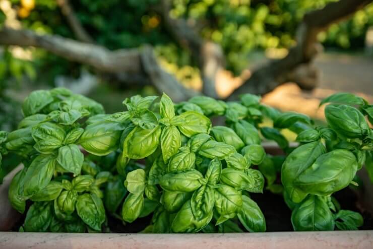 How to Make Basil Last Longer