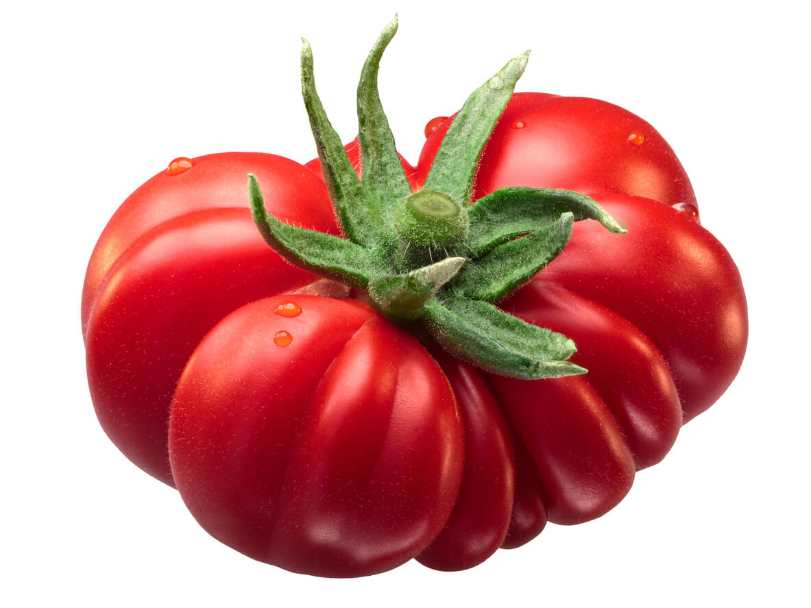 Costoluto Fiorentino heirloom tomato