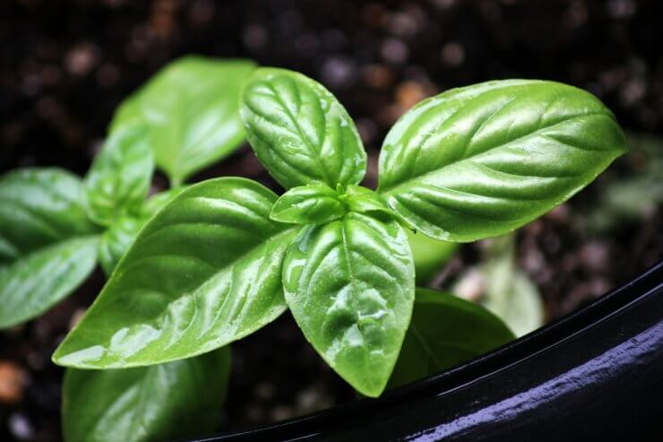 Genovese Basil