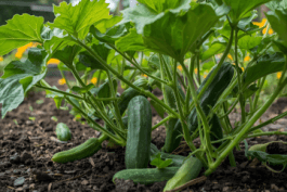 Creating a Healthy Garden Ecosystem