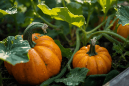 Advanced Gardening Techniques