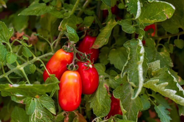 Red San Marzano tomatoes