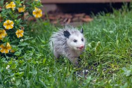Composting with Paul the Opossum