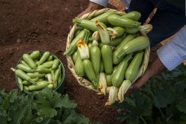 Home Remedies & Health Benefits of Zucchini