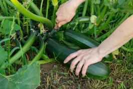 Storing and Preserving Zucchini