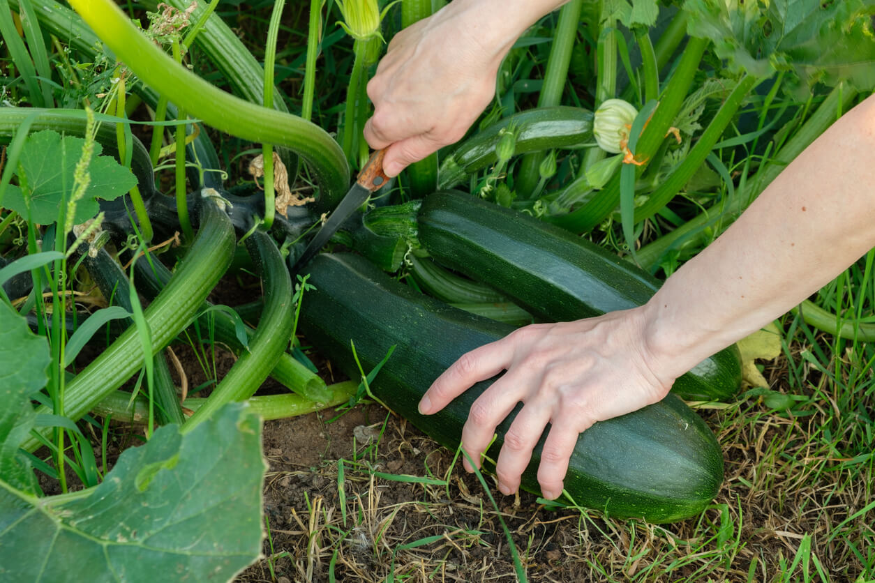 Gardener harvesting zucchini