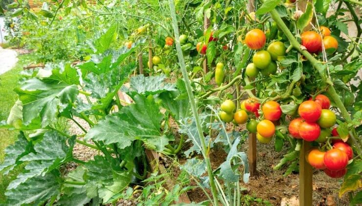 Tomatoes and zucchini growing in raised wooden beds