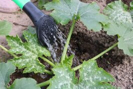 Watering Your Zucchini Plants