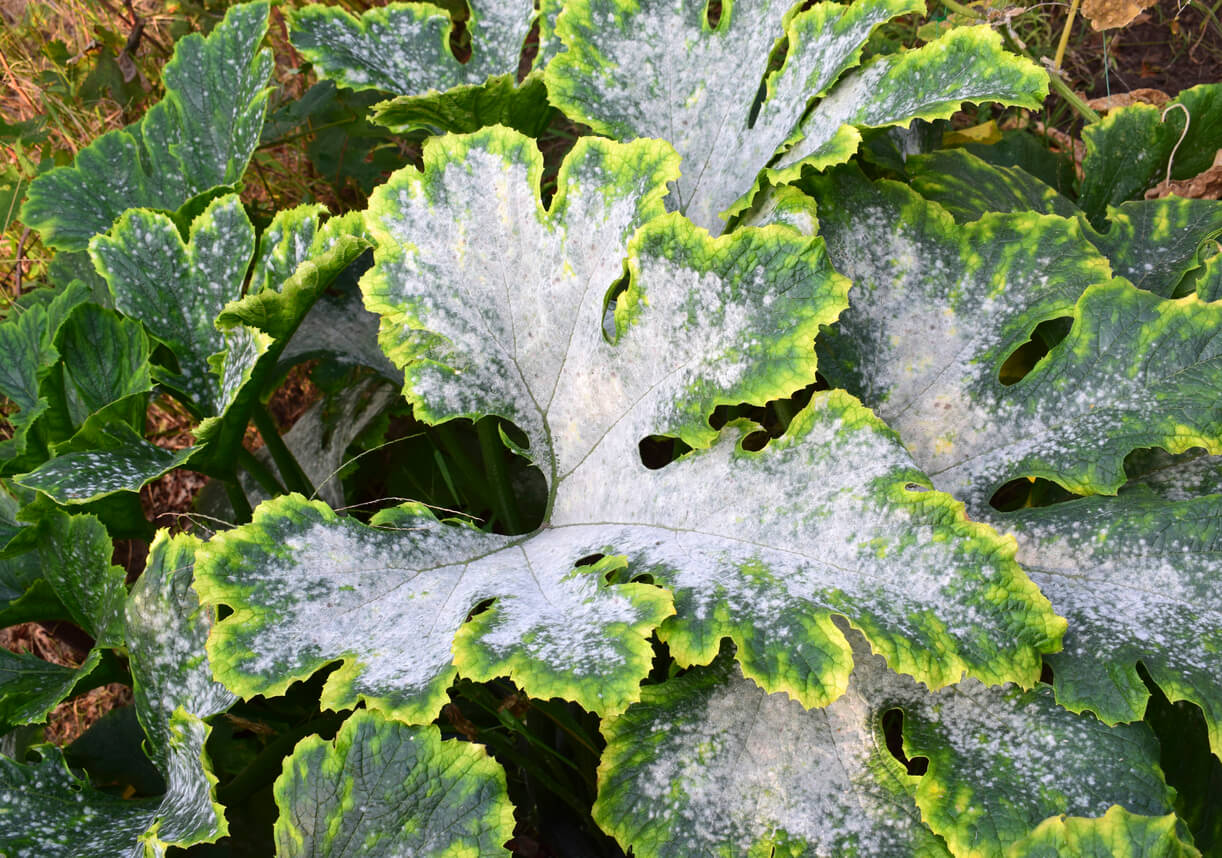 Zucchini leaves affected by powdery mildew