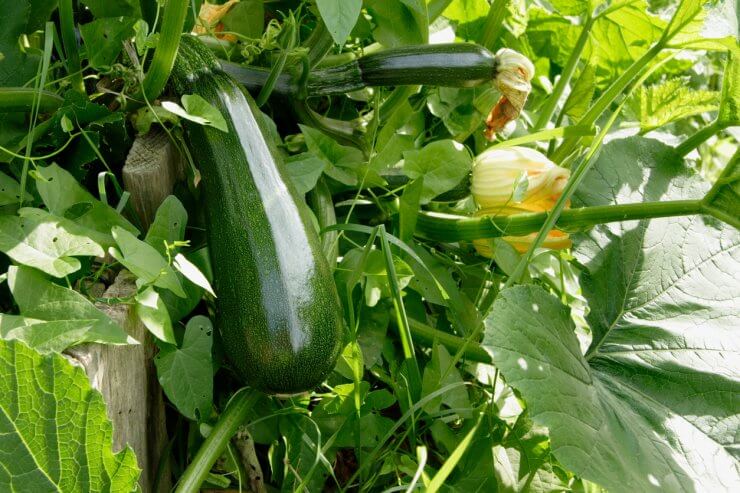 Zucchini plant