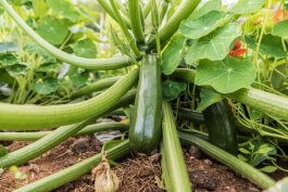 Growing Zucchini in Open Land, in Raised Beds, or in Containers