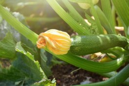 The Perfect Sunlight for Your Zucchini Plants