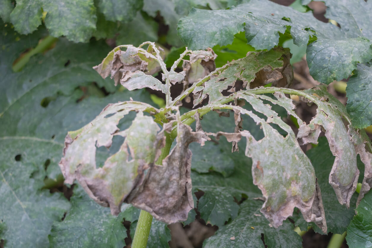 Zucchini plant leaves severely attacked by pests