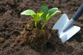 Starting with the Right Soil for Your Zucchini Plants