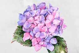 Hydrangea Gardening in America